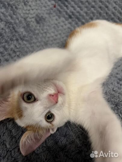 Котенок мальчик бесплатно