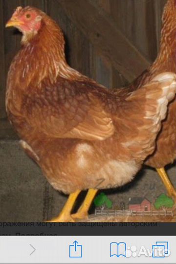 Курочки молодки Рыжие и цветные