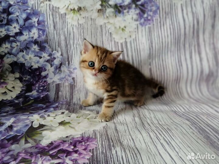 Маленькие хвостики