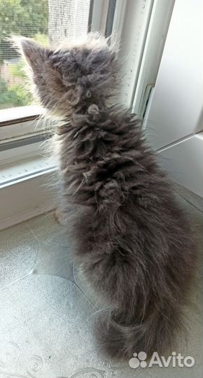 Пушистая малышка ищет добрых хозяев