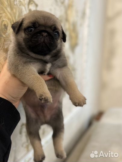 Щенки мопса