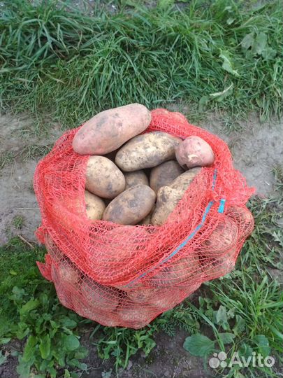 Картофель домашний