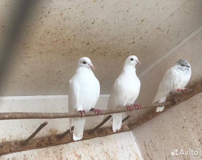 Белые голуби