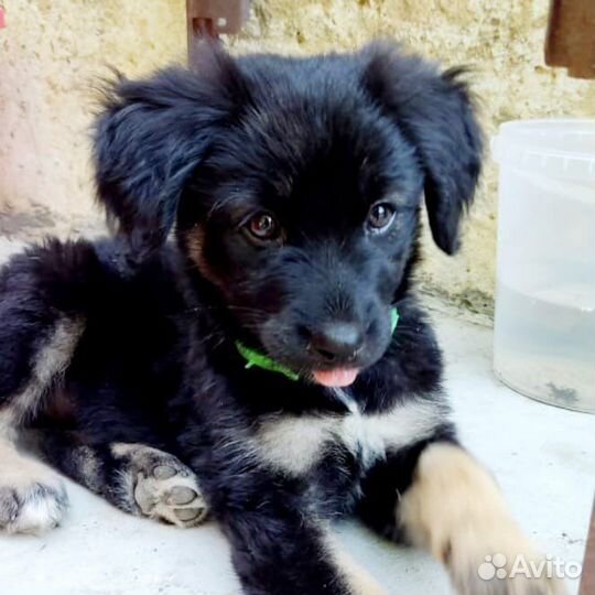 Щенок собака в добрые руки бесплатно метис