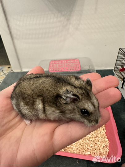 Джунгарский хомяк с клеткой