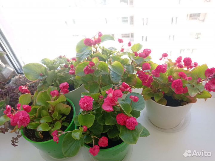 Венерин волос, каллизия, каланхое лечебное