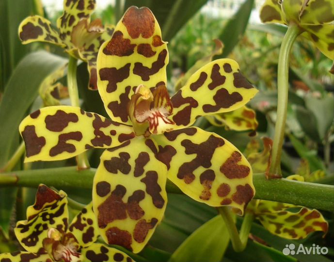 Орхидея Grammatophyllum scriptum