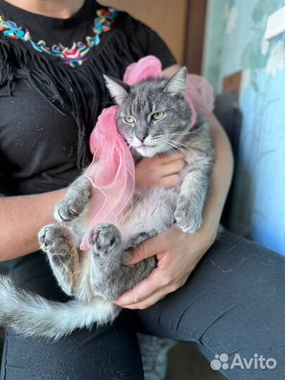 Кот в приюте