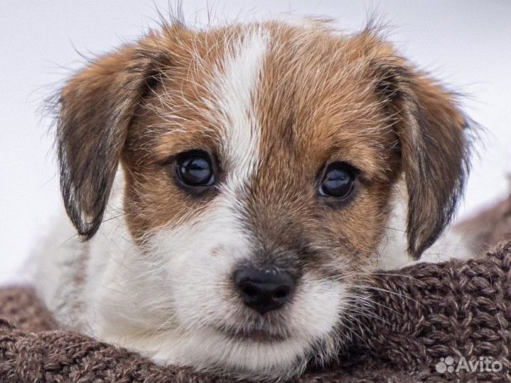 Лучшие От Чемпионов щенки Джек Рассел