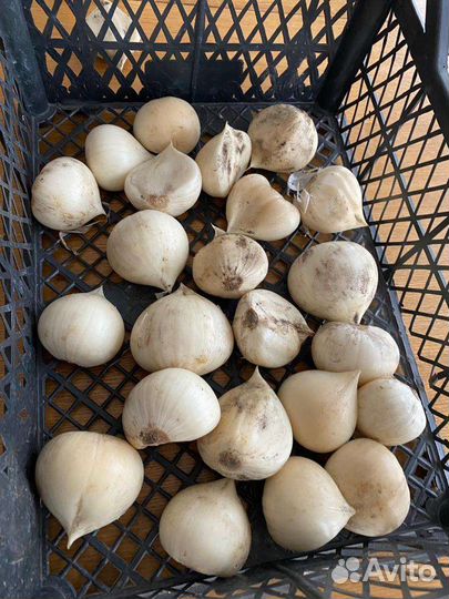 Чеснок Рокамболь