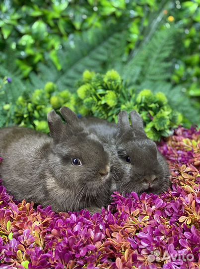 Кролики вислоухие (ручные)