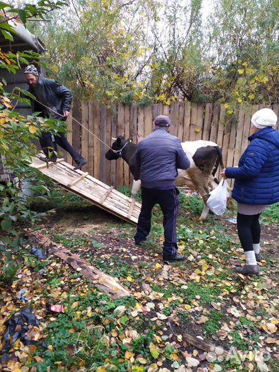 Перевозка с/х животных, коров, крс, домашних живот