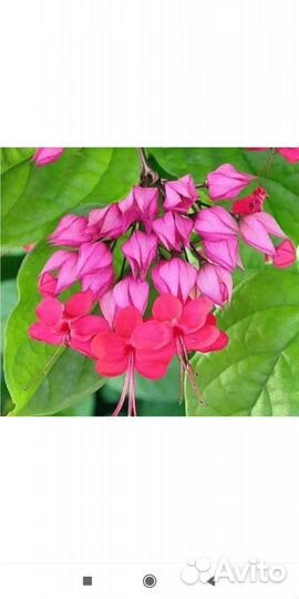 Клеродендрум