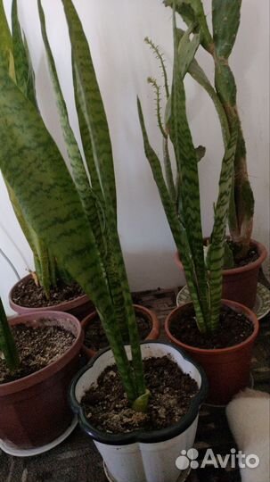 Домашние цветы