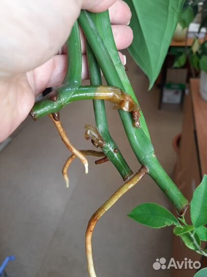 Сингониум макрофиллум