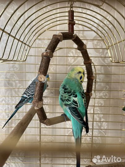 Волнистые попугаи + клетка