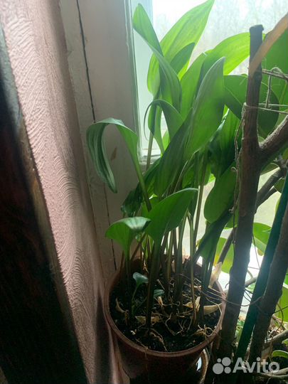 Дримиопсис