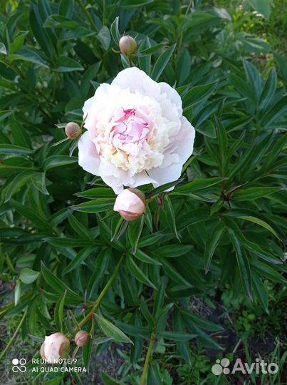 Пионы белый и малиновый Академгородок