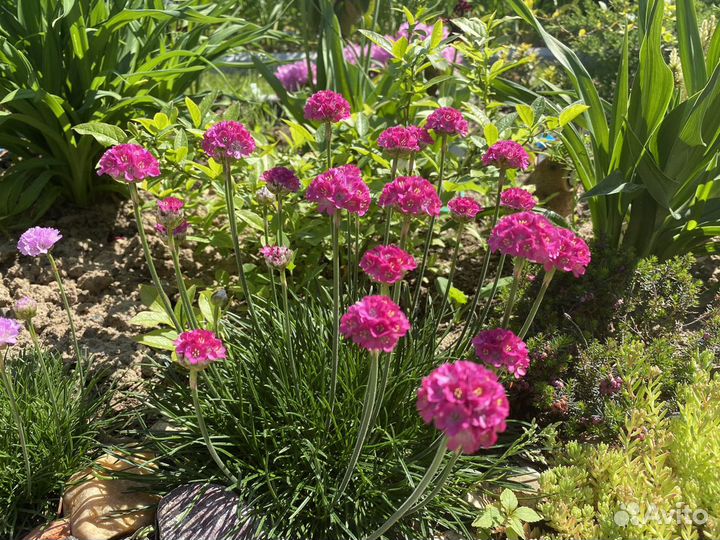 Многолетники для сада