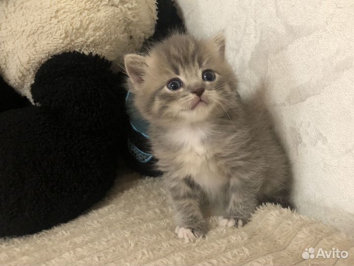 Шотландские котята