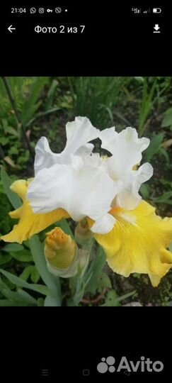 Гортензия, ирисы бородатые