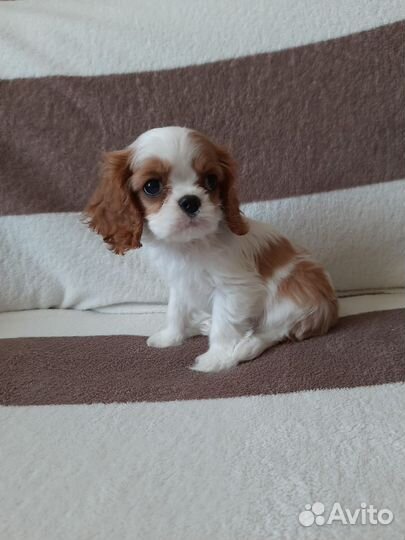 Щенки кавалер кинг чарльз спаниель