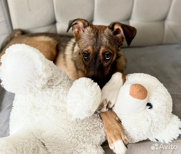 Щенок в добрые руки бесплатно