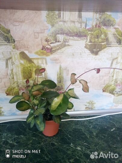 Хойя Аустралис Лиза