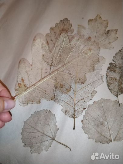 Скелетированные листья (материалы для творчества)