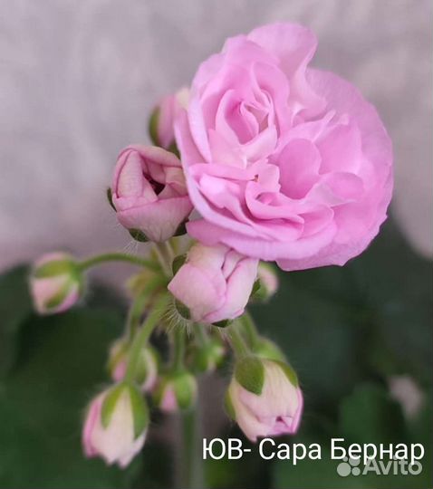 Много сортов пеларгония герань