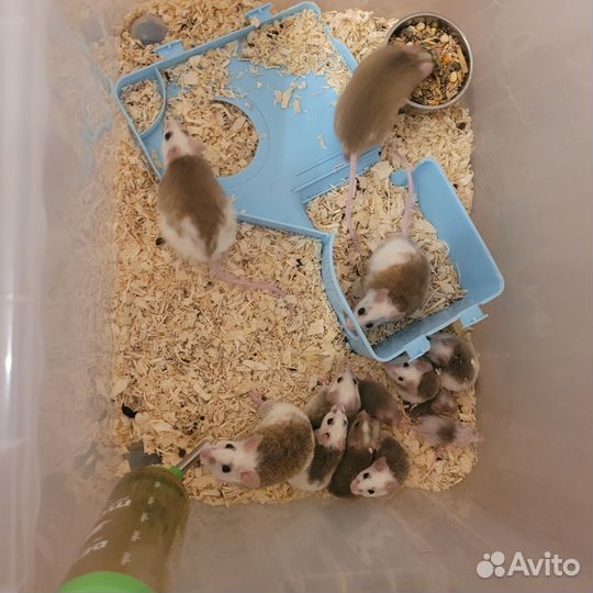 Мастомисы группой