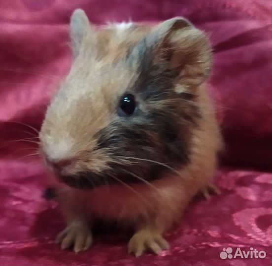 Морские свинки малыши