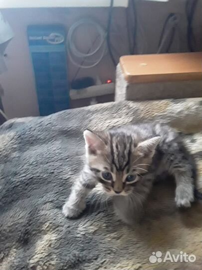 Отдам в добрые руки