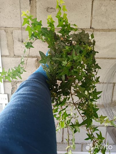 Комнатные цветы