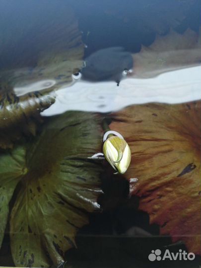 Аквариумные растения