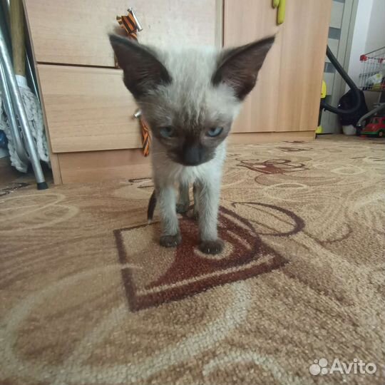 Тайская кошечка