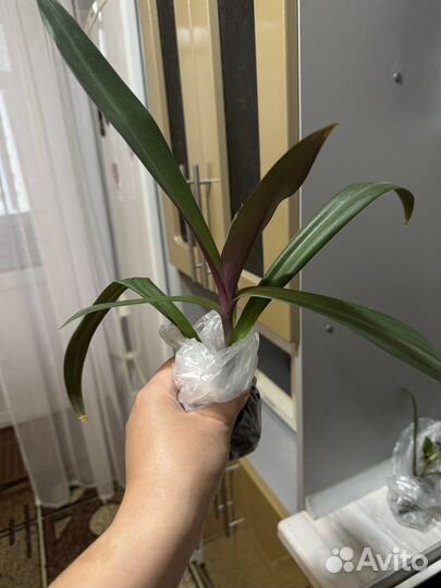 Традесканция рэо