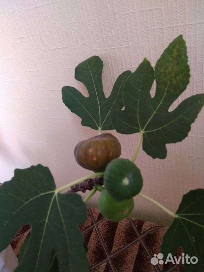 Инжир комнатный