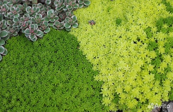 Покровные растения