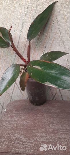 Филодендрон розовая принцесса