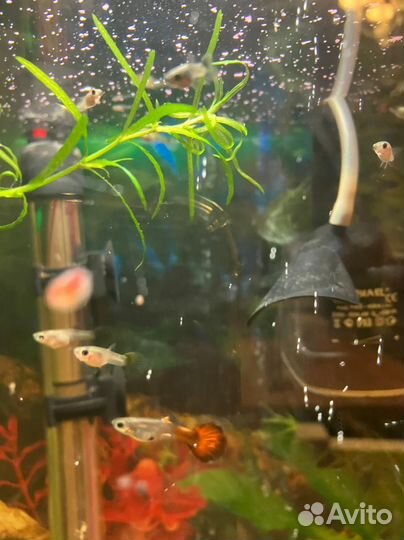 Аквариумные рыбки гуппи