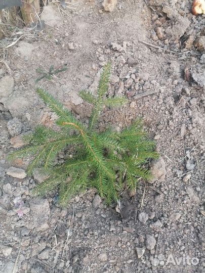 Саженцы елки