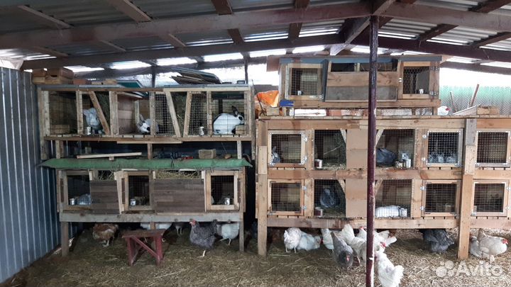 Продам клетки для кроликов
