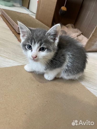 Котята бесплатно
