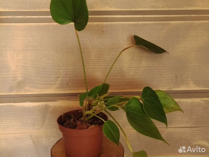 Излишки растений