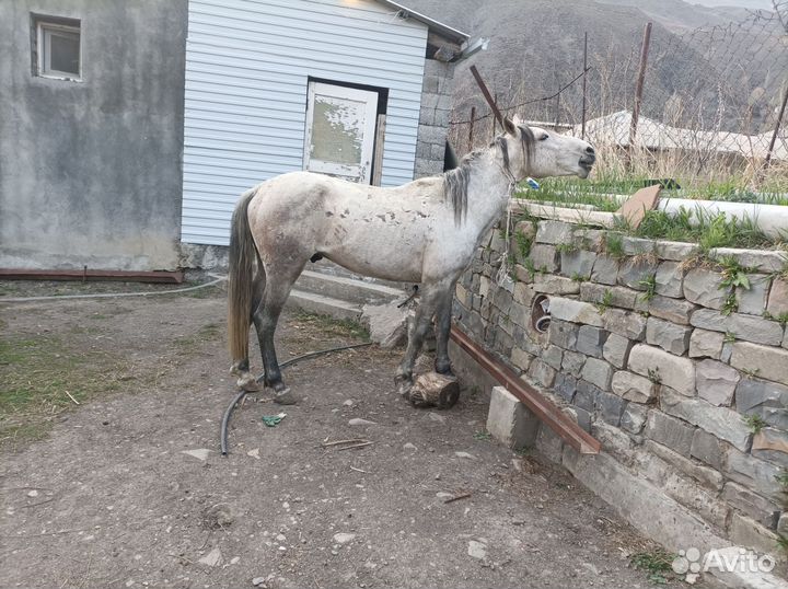 Продам лошадь