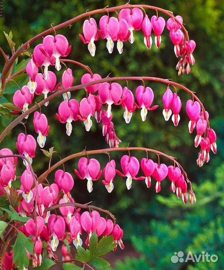 Дицентра разбитое сердце