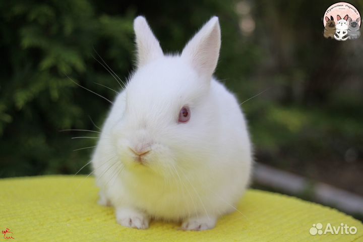 Цветной декоративный карликовый кролик