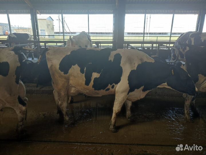 Коровы высокоудойные