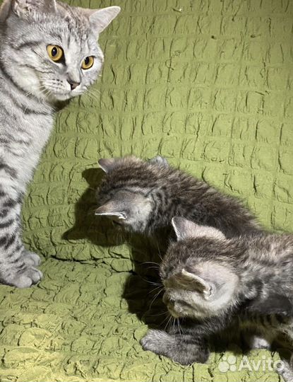 Скоттиш страйт котята